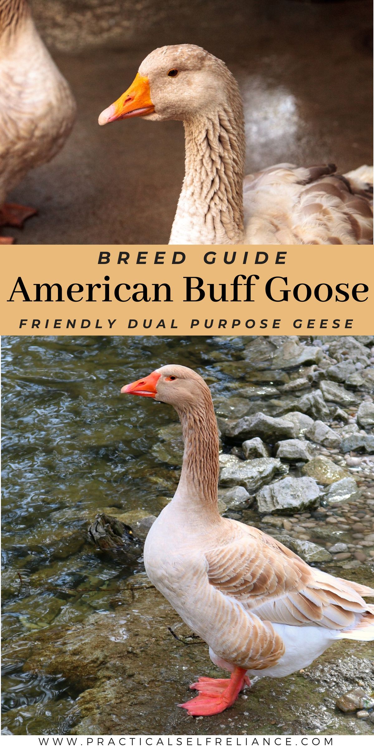 American Buff Geese Breed Guide pin with a buff goose in a barn and another standing on wet rocks