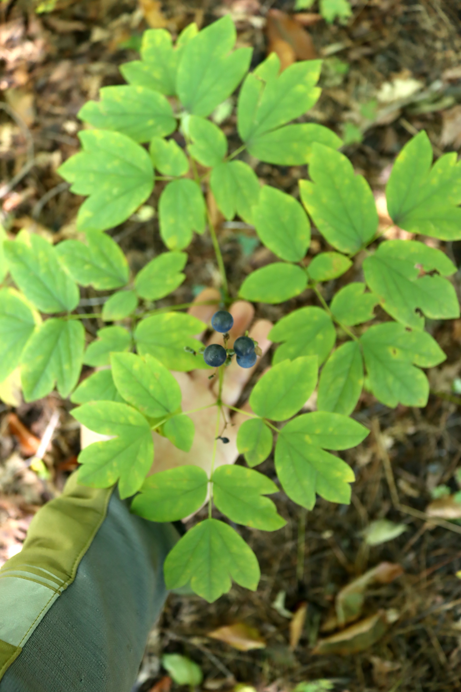 Hand holding up a blue cohosh plant to show its compound leaf divided into lobed leaflets, with blue berries