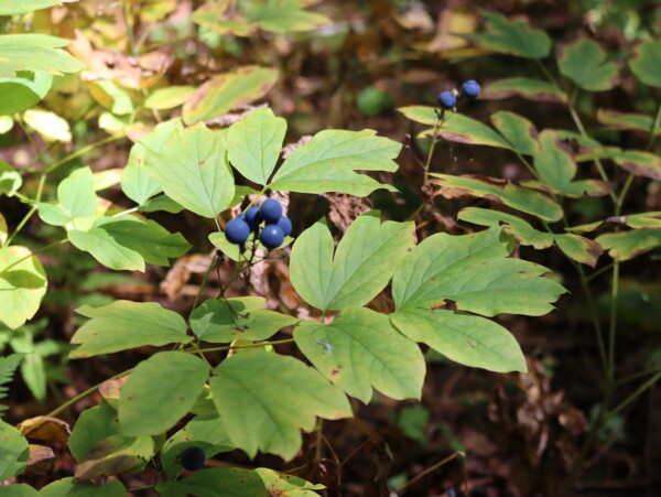 Blue Cohosh