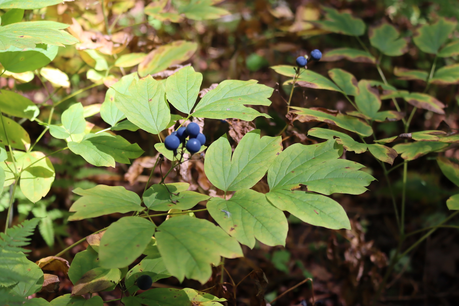 Blue cohosh plants on the forest floor with clusters of dark blue berries above lobed green leaflets