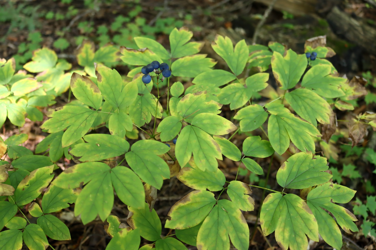 Patch of blue cohosh on the forest floor with yellowing leaflets and a few clusters of blue berries