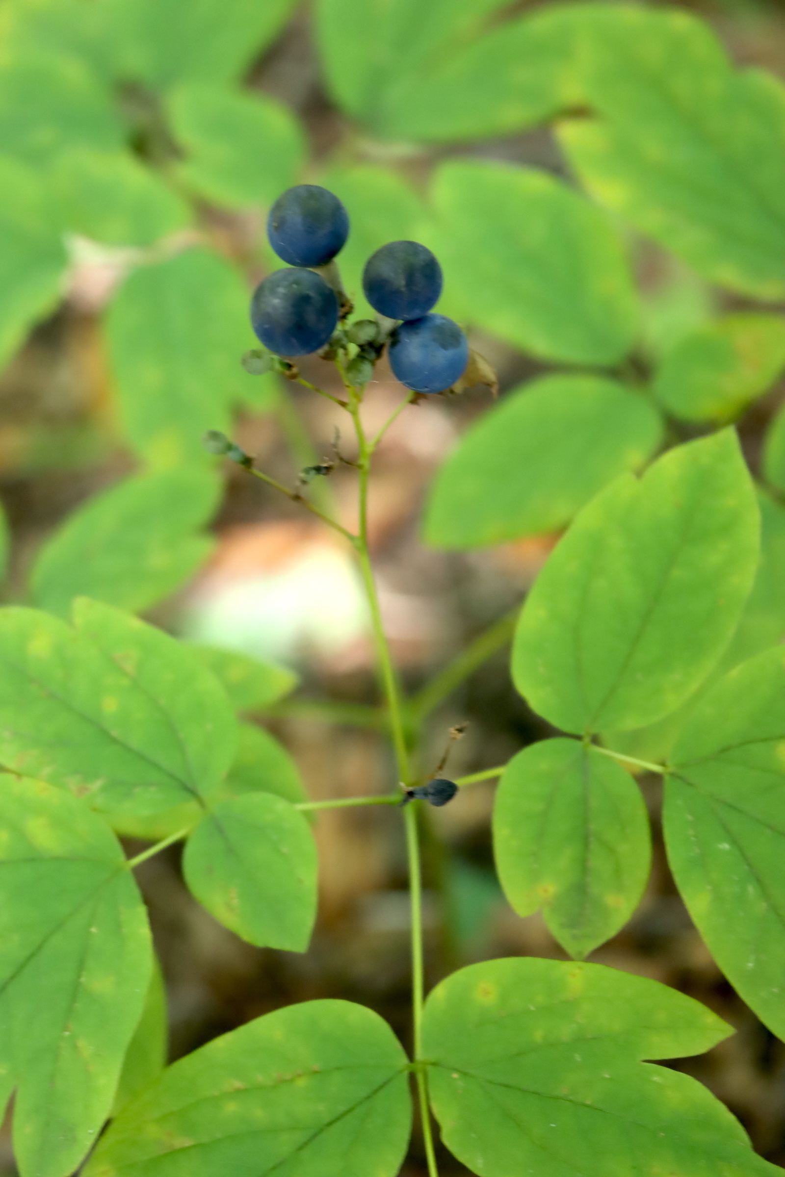 Close-up of four dark blue blue cohosh berries on a stalk above the leaflets