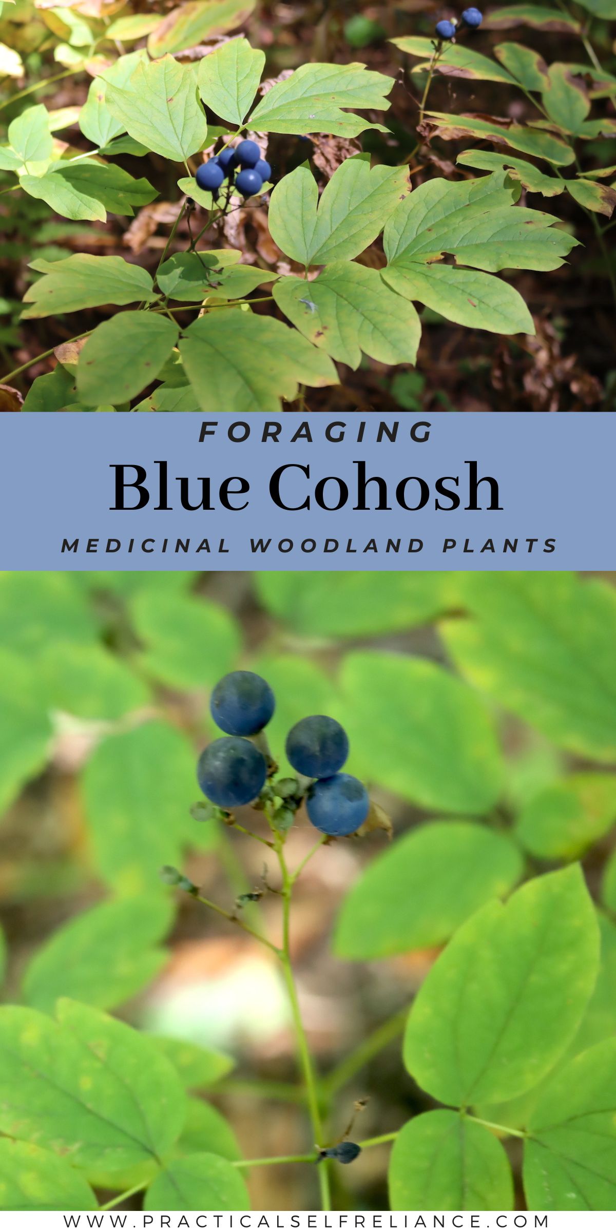 Blue Cohosh: Identification, Look-Alikes, and Uses pin with blue cohosh berries and leaves