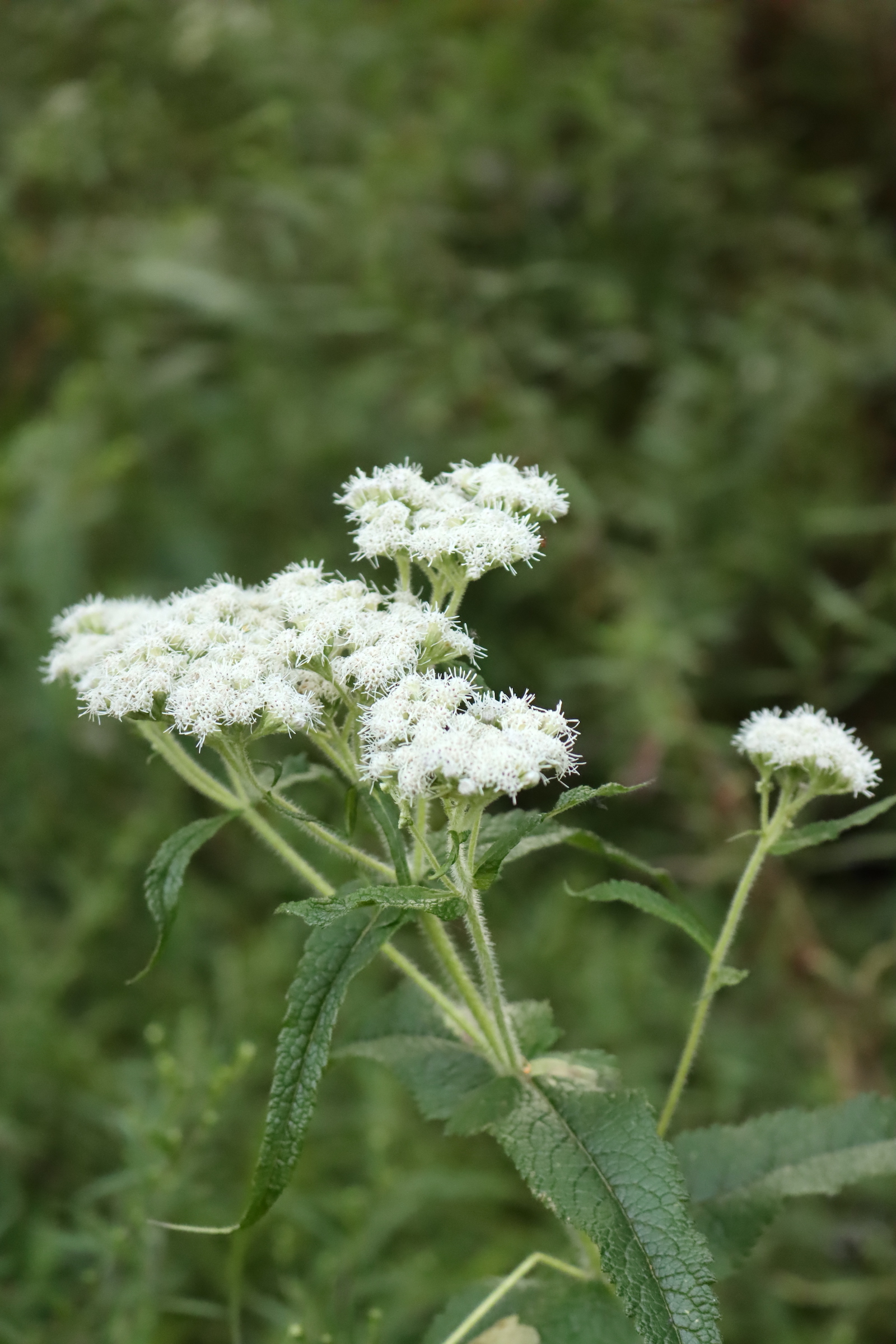 Boneset plant with fuzzy white flower clusters on hairy stems above wrinkled, toothed leaves