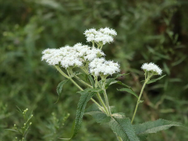 Boneset Flowers