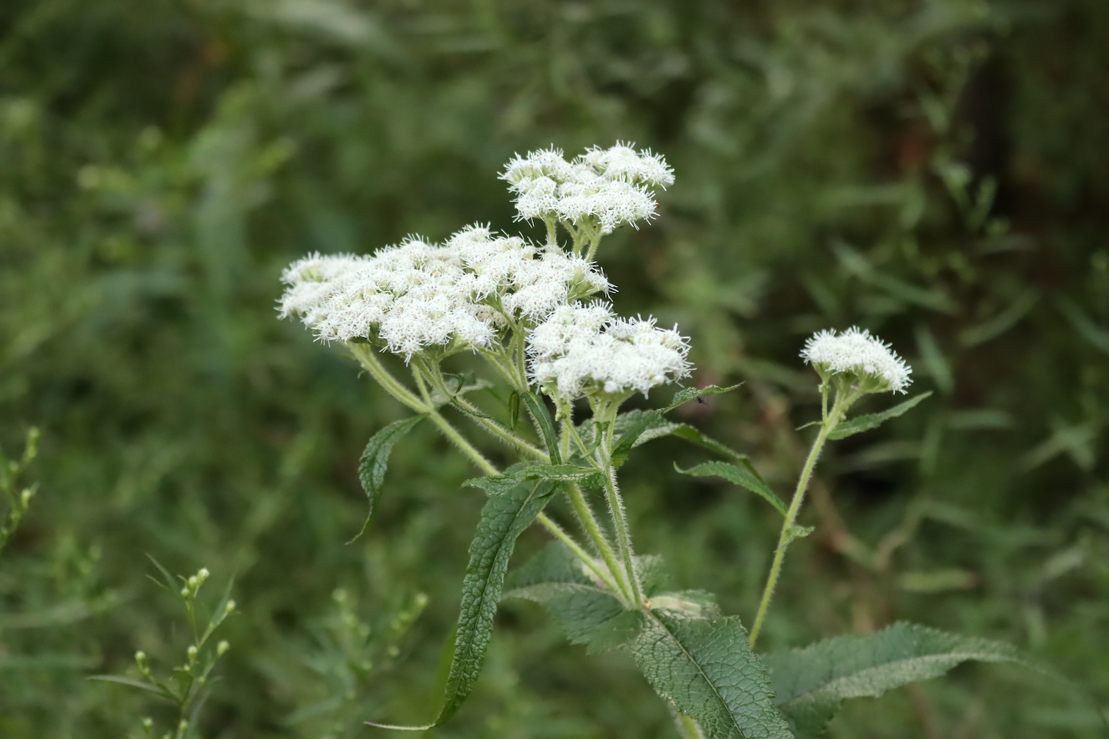 Boneset with flat clusters of small white flowers above long, pointed leaves