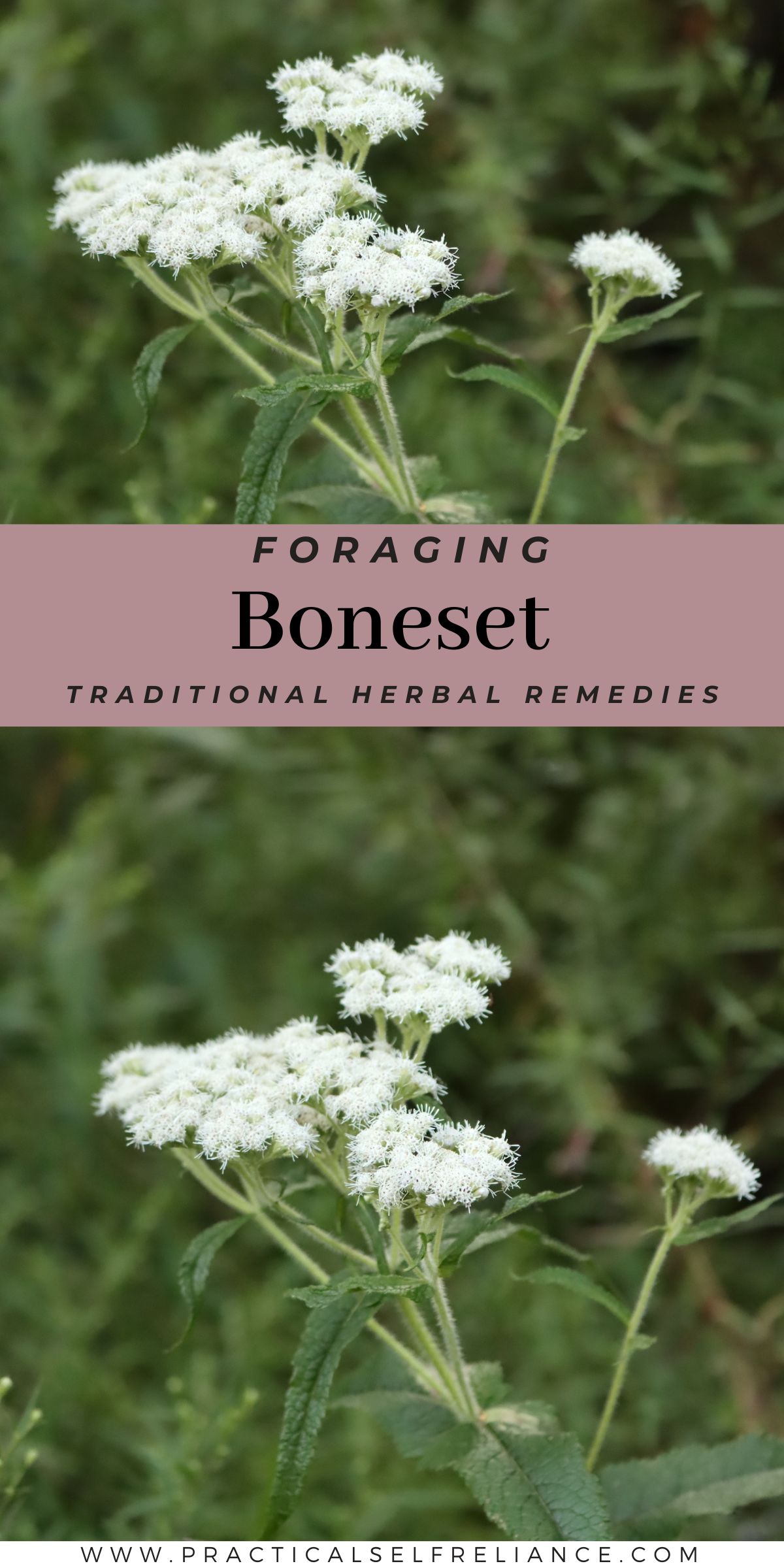 Boneset: Identification, Look-Alikes, and Uses pin with boneset in bloom