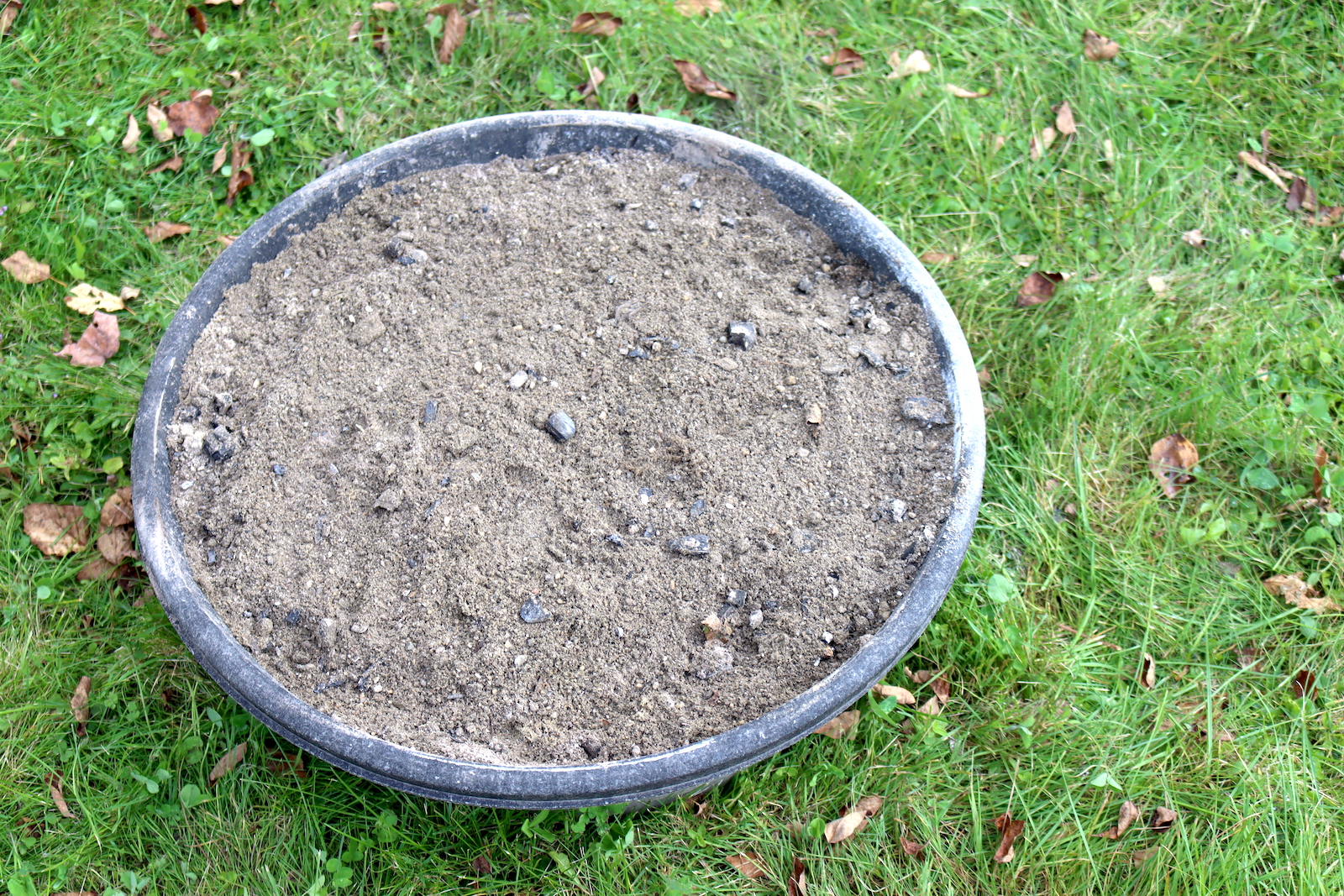 Finished chicken dust bath mix of sand, peat moss, and wood ash in a black rubber pan on the grass