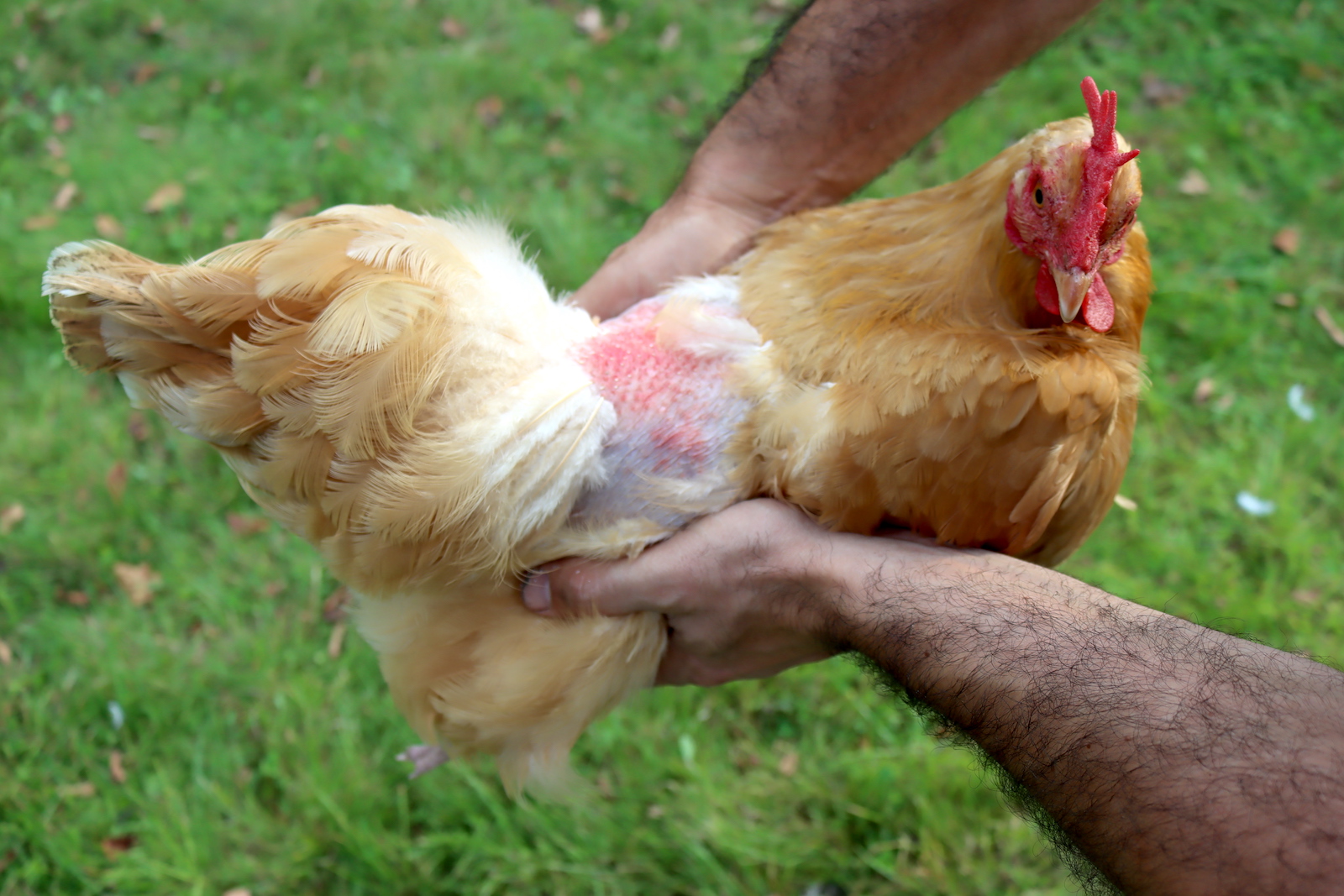 Buff hen held up to show a bald, red patch on her back from feather mites