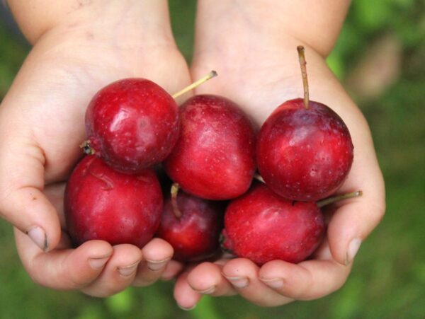 Dolgo Crabapple