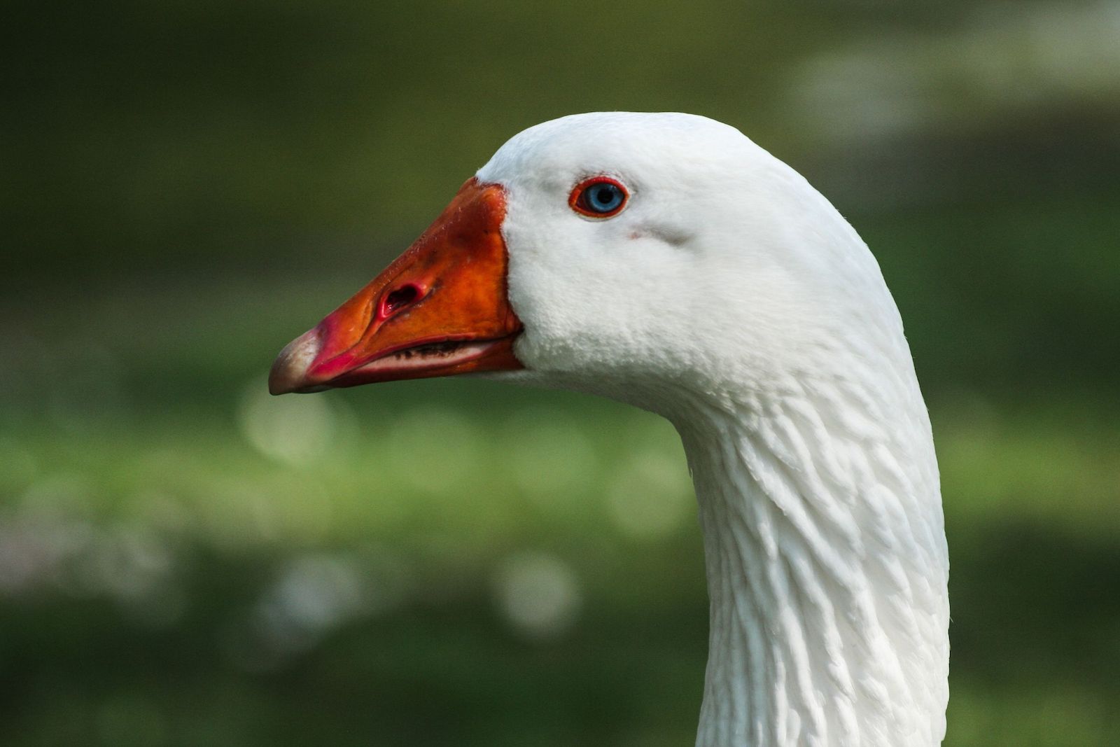 Close-up of the head and bright orange bill of a white Embden goose against a green background