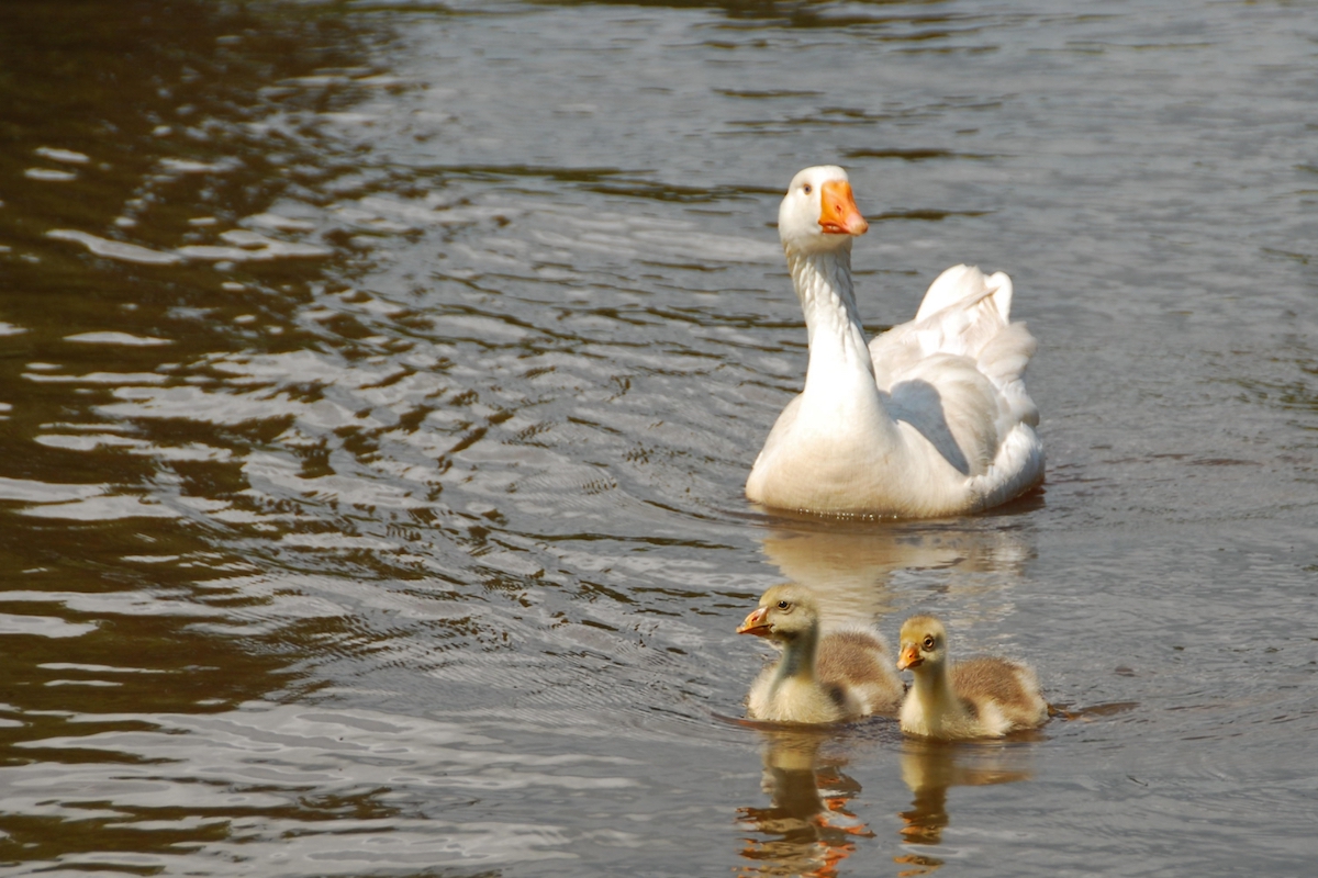 Embden goose swimming on a pond with two yellow goslings paddling in front of her