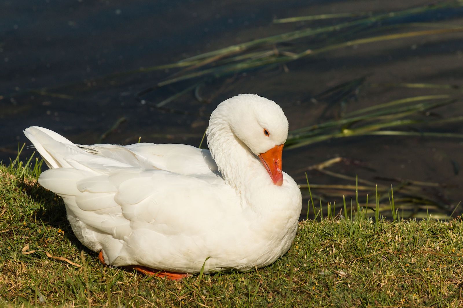 Embden goose resting on the grass at the edge of a dark pond