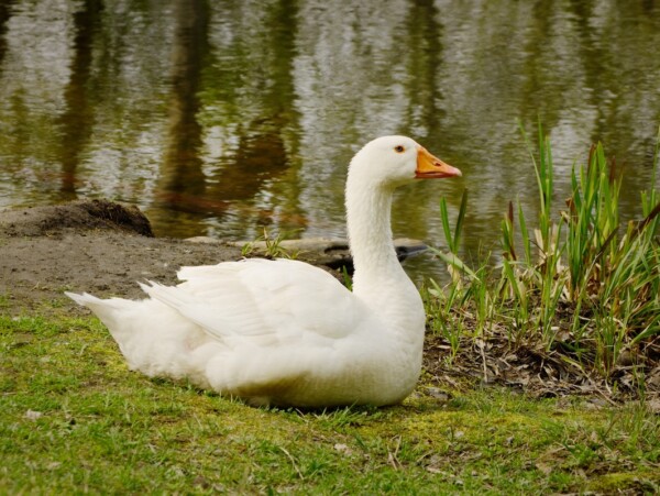 Embden Goose