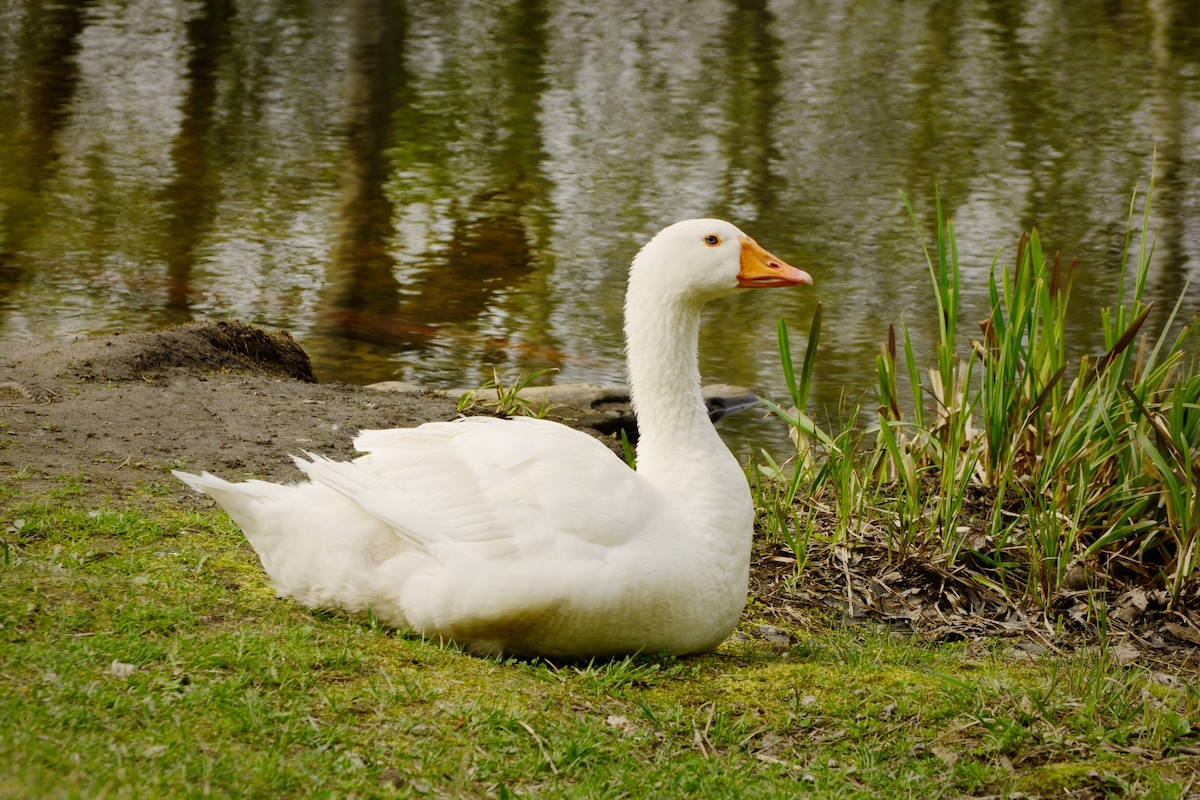 White Embden goose resting on the grass beside a pond with a mossy stone wall behind it