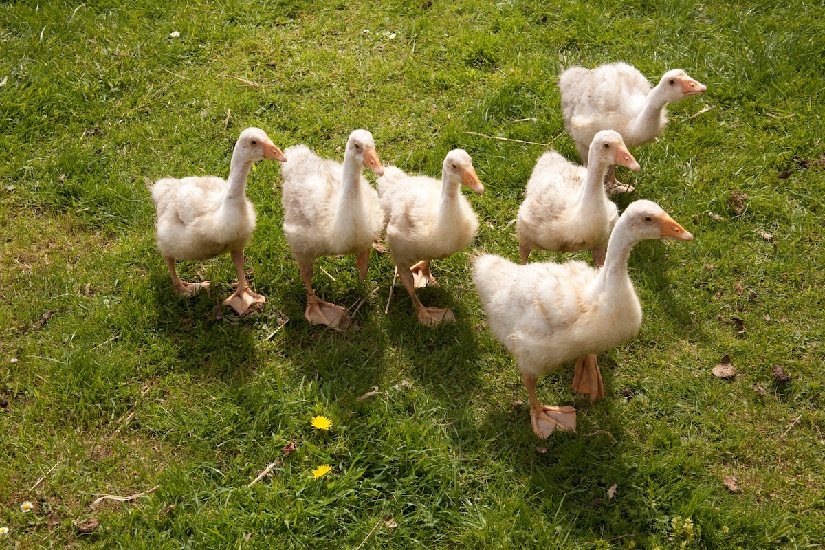 Flock of young white Embden geese walking together across a green lawn
