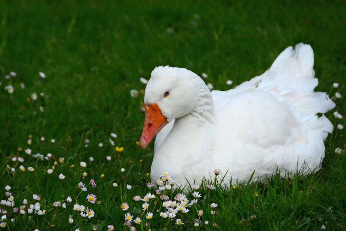White Embden goose sitting on a green lawn dotted with daisies