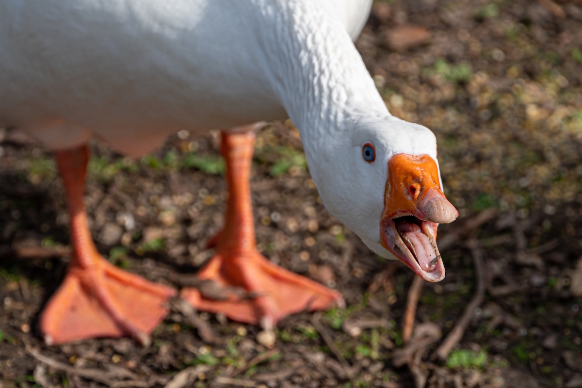 Close-up of an Embden goose honking, showing its bright orange bill and wide orange feet