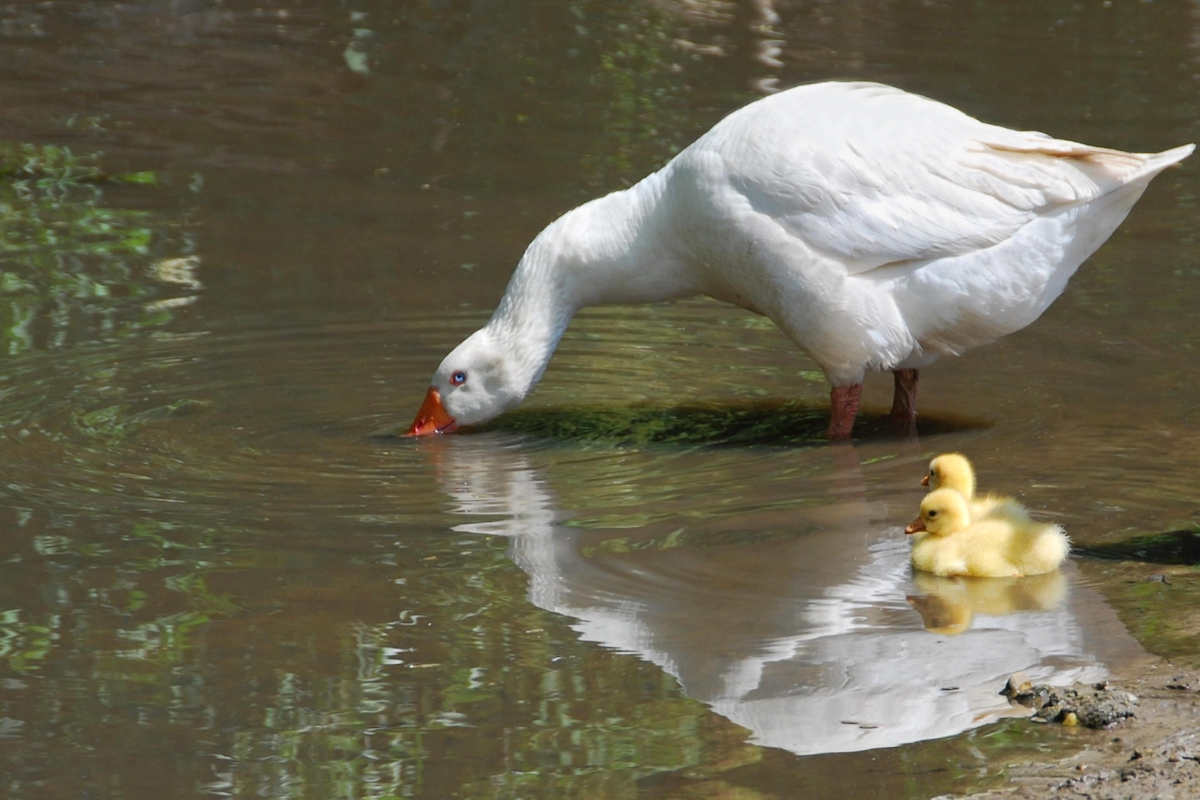Embden goose dipping her bill into the water at the edge of a pond beside a yellow gosling