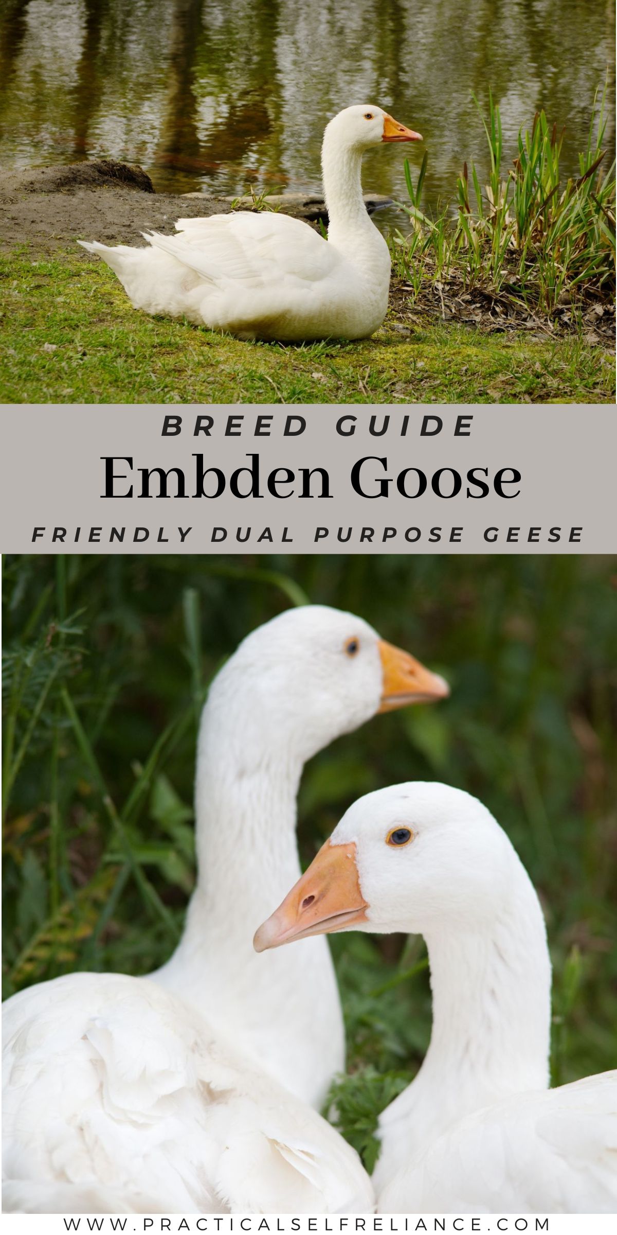 Embden Goose Breed Guide pin with a white goose resting by a pond and two white geese side by side