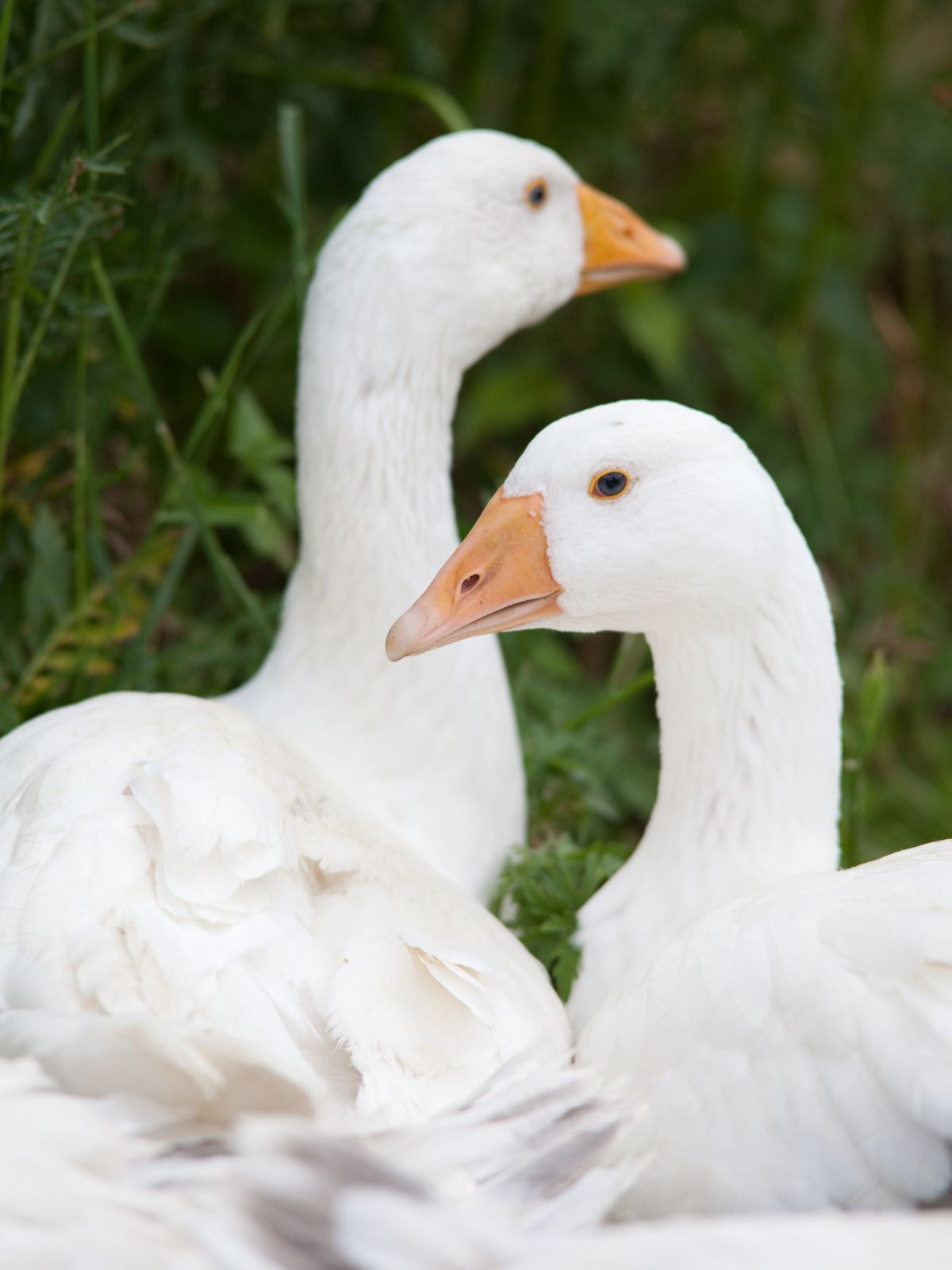 Two white Embden geese with orange bills standing side by side in front of green leaves