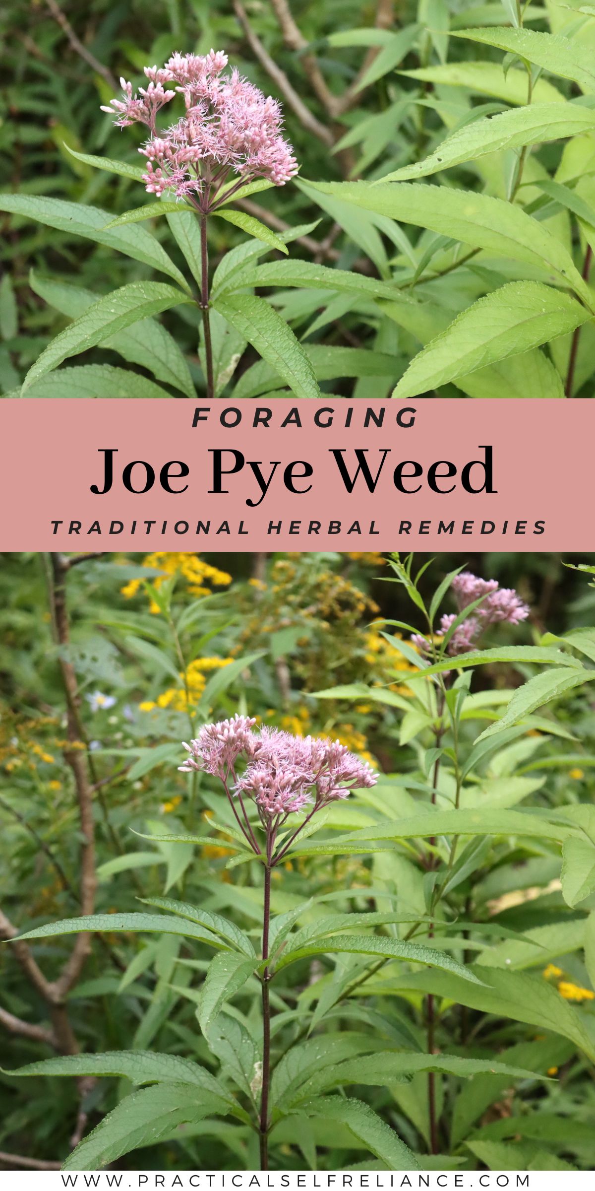 Joe Pye Weed: Identification, Look-Alikes, and Uses pin with Joe Pye weed in bloom