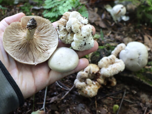 Shrimp of the Woods Mushrooms