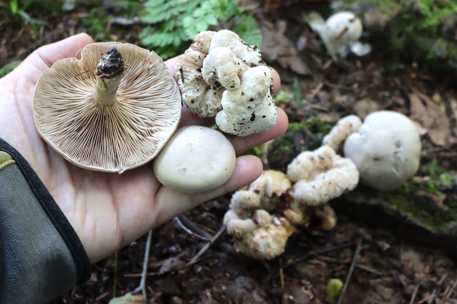 Hand holding a gilled mushroom cap and a smooth white lump, with lumpy shrimp of the woods on the forest floor