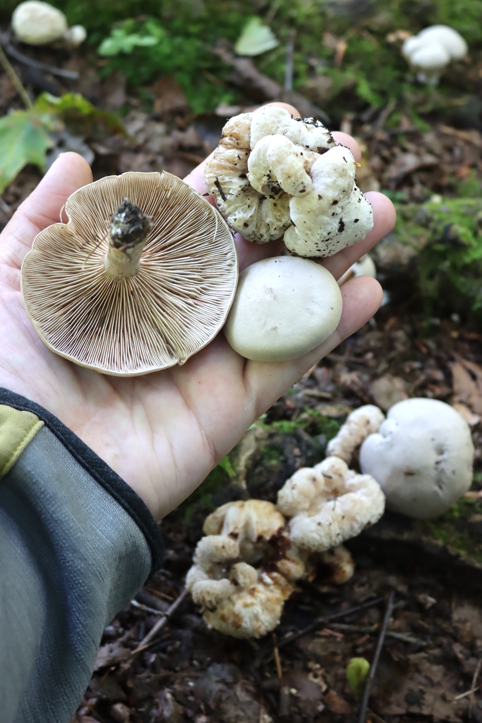 Hand holding a gilled mushroom cap and a smooth white lump, with lumpy shrimp of the woods below