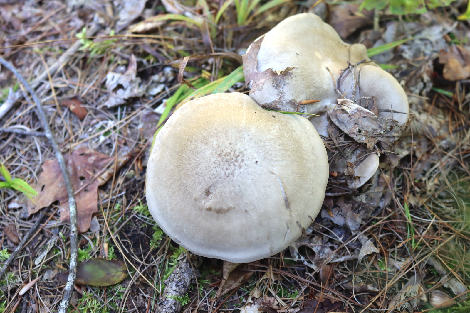 Two gray mushroom caps on the forest floor among pine needles and fallen leaves