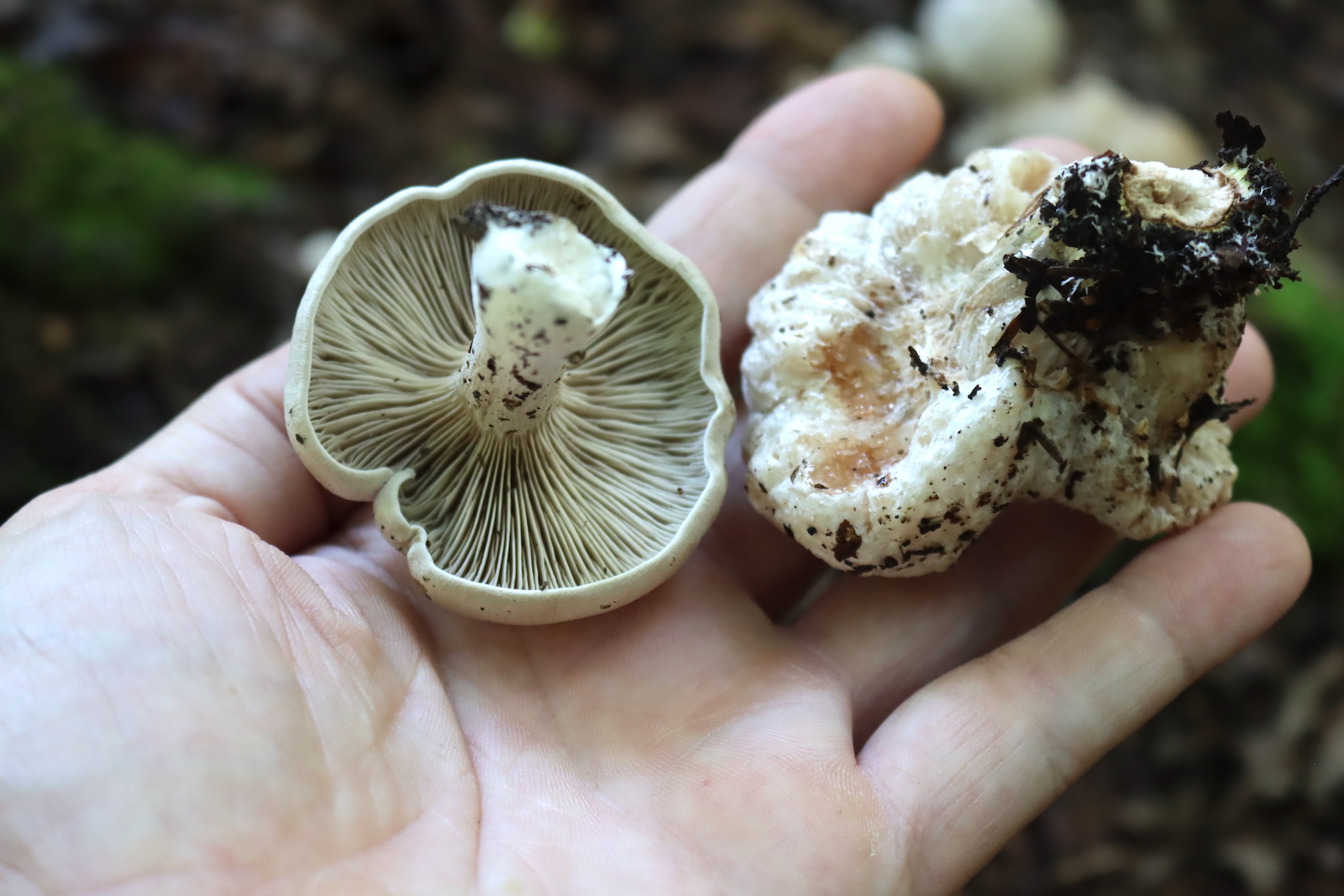 Gilled mushroom cap beside a lumpy shrimp of the woods in an open hand