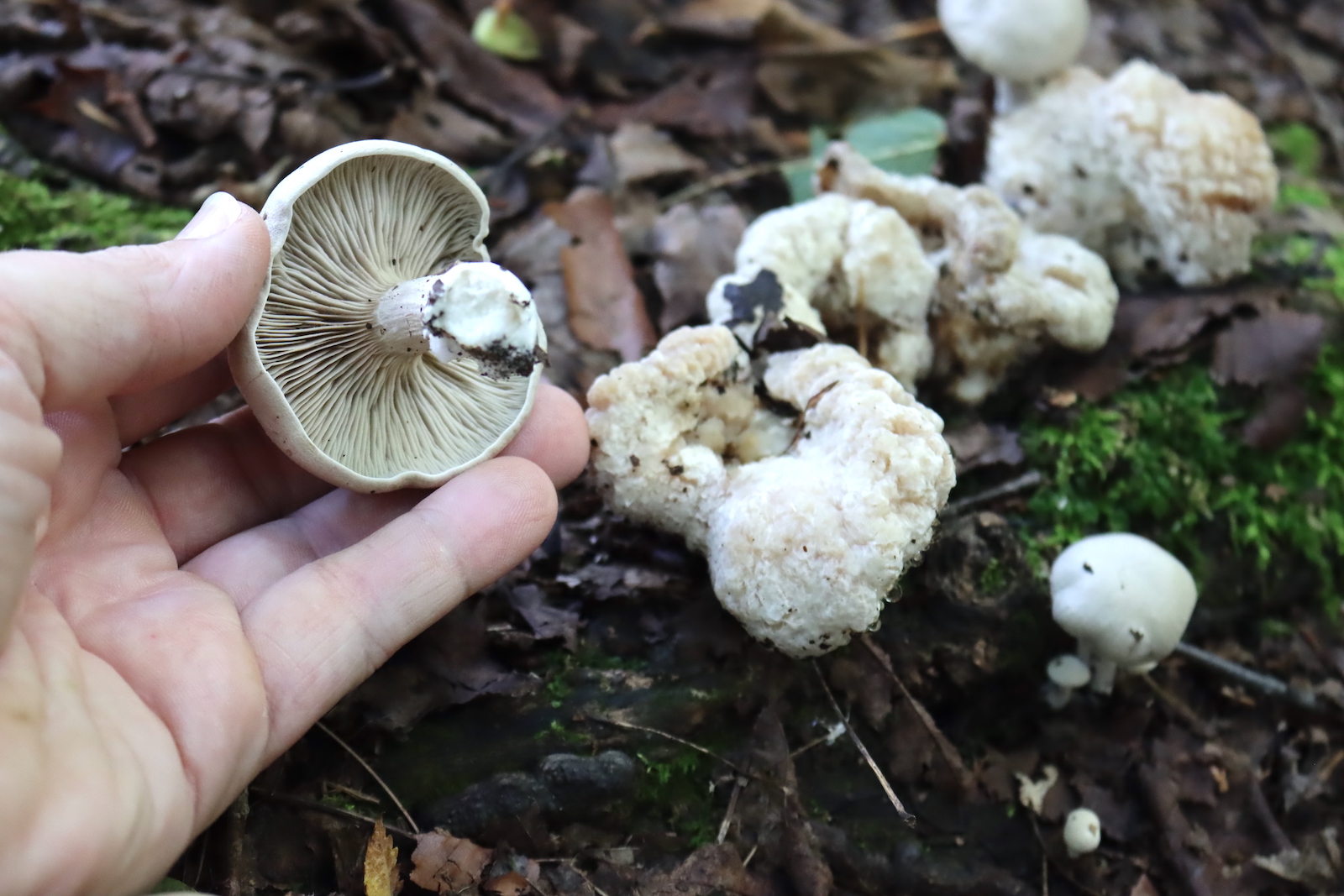 Hand holding a gilled mushroom cap upside down to show its gills, with shrimp of the woods behind it