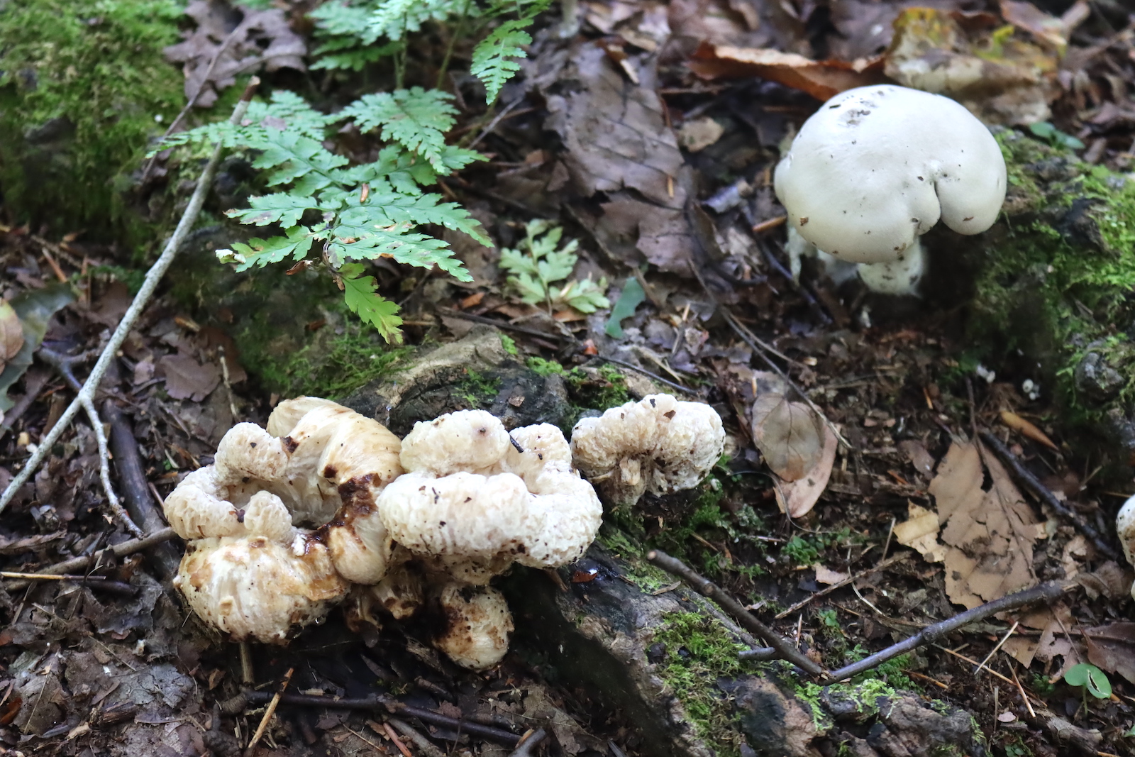 Row of knobby white shrimp of the woods growing along a rotting log beside a fern
