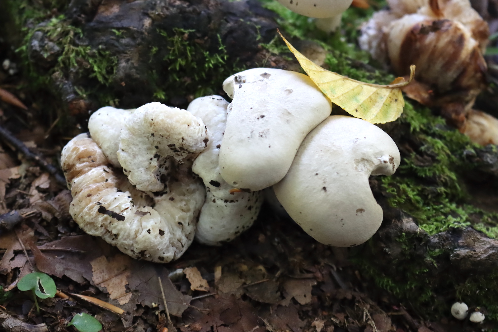 Cluster of smooth and lumpy shrimp of the woods mushrooms at the base of a mossy, rotting stump