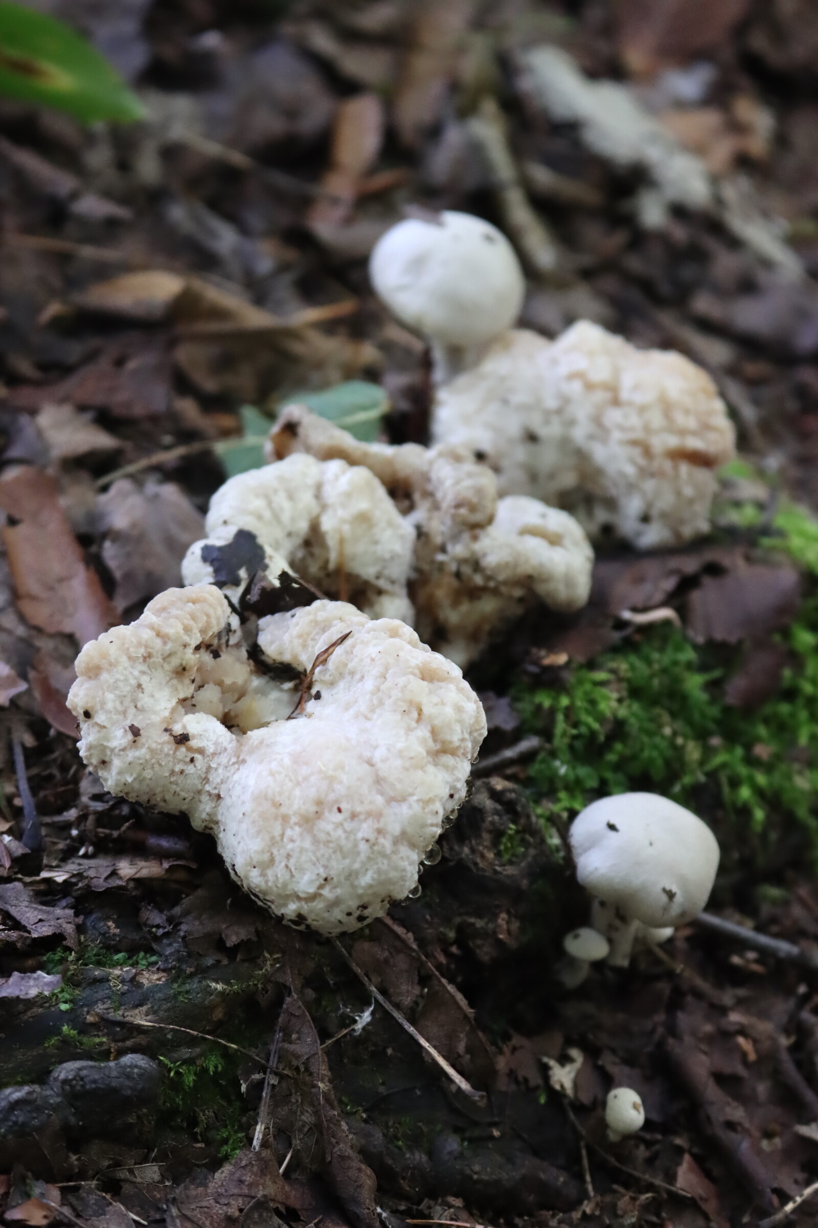Lumpy white shrimp of the woods mushrooms growing in leaf litter on the forest floor
