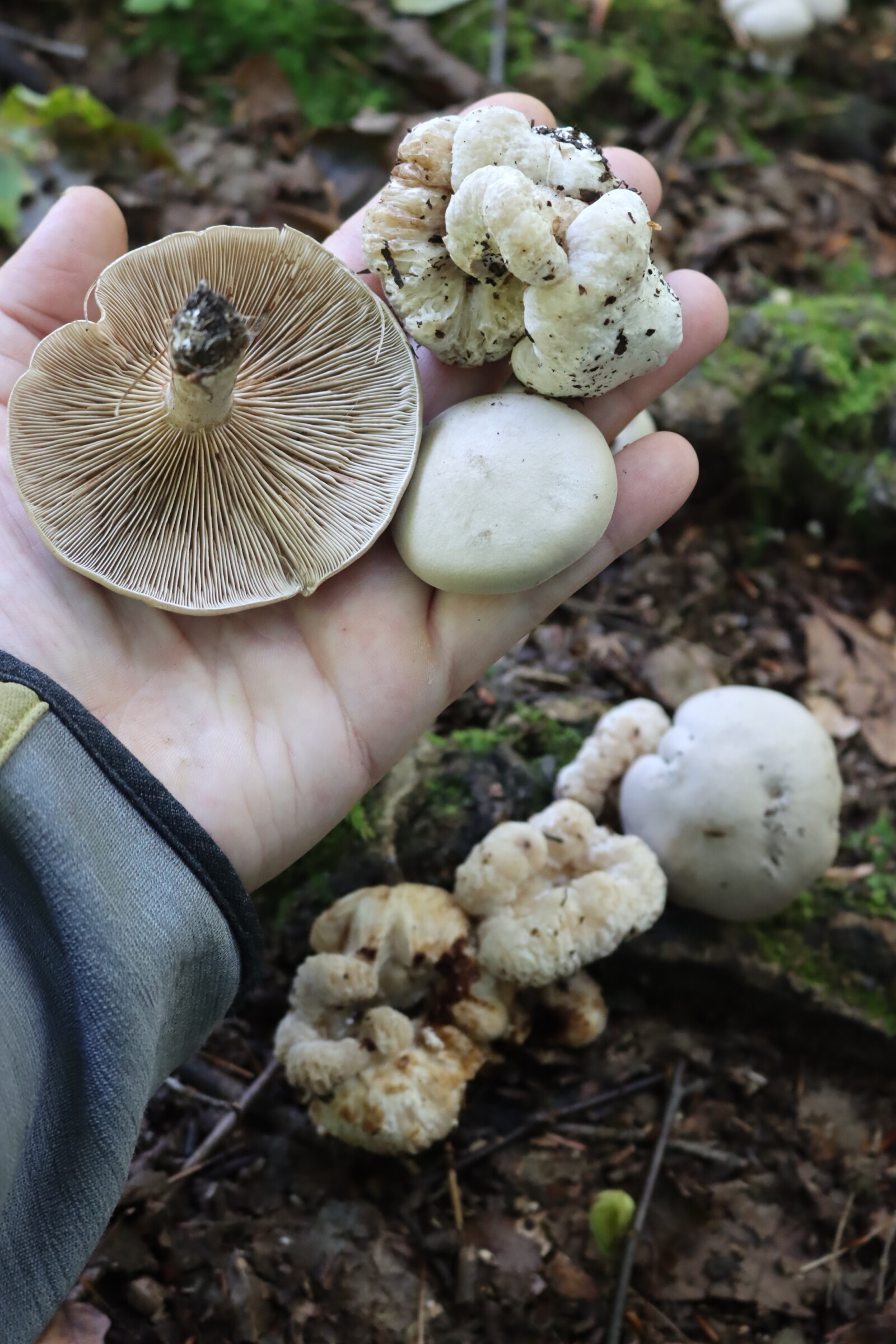 Hand holding a gilled mushroom and a smooth white lump above a cluster of lumpy shrimp of the woods