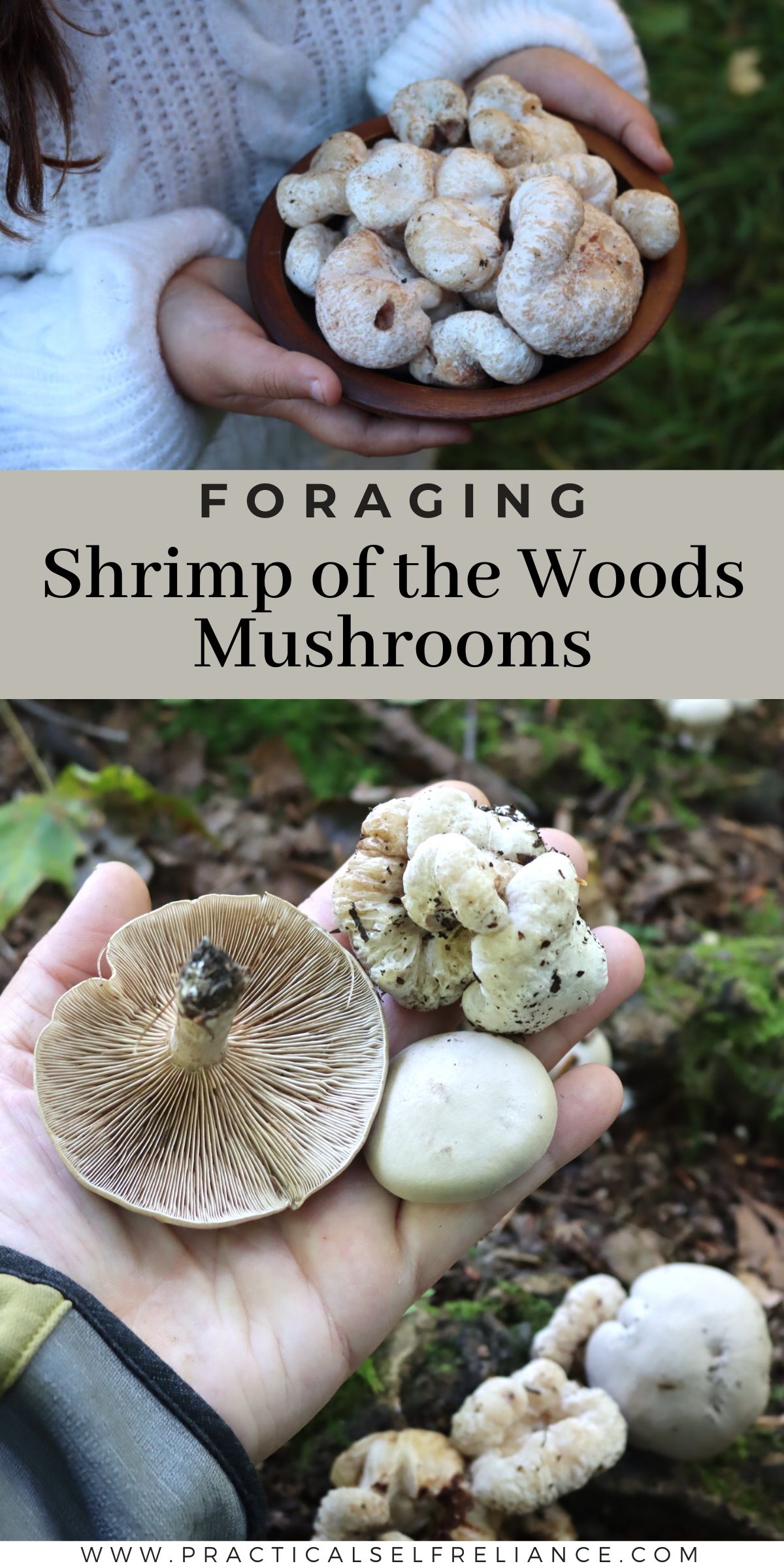 Foraging shrimp of the woods mushrooms