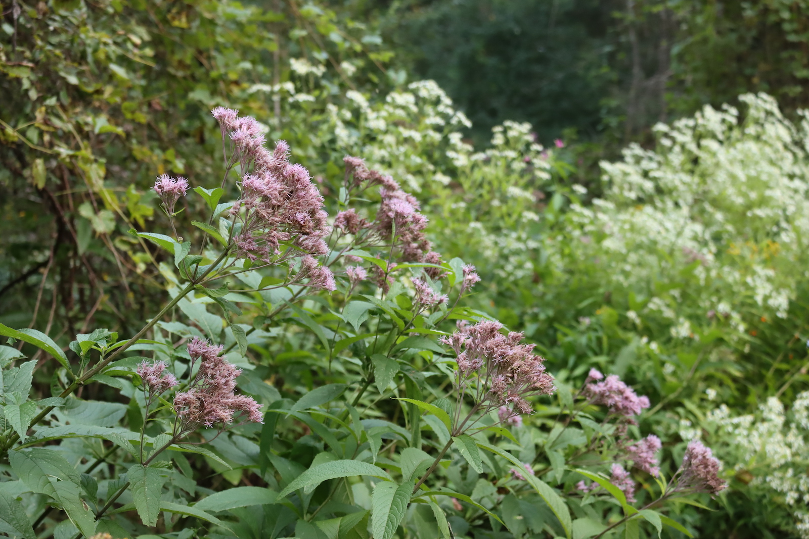 Joe Pye weed in bloom with white wildflowers growing behind it