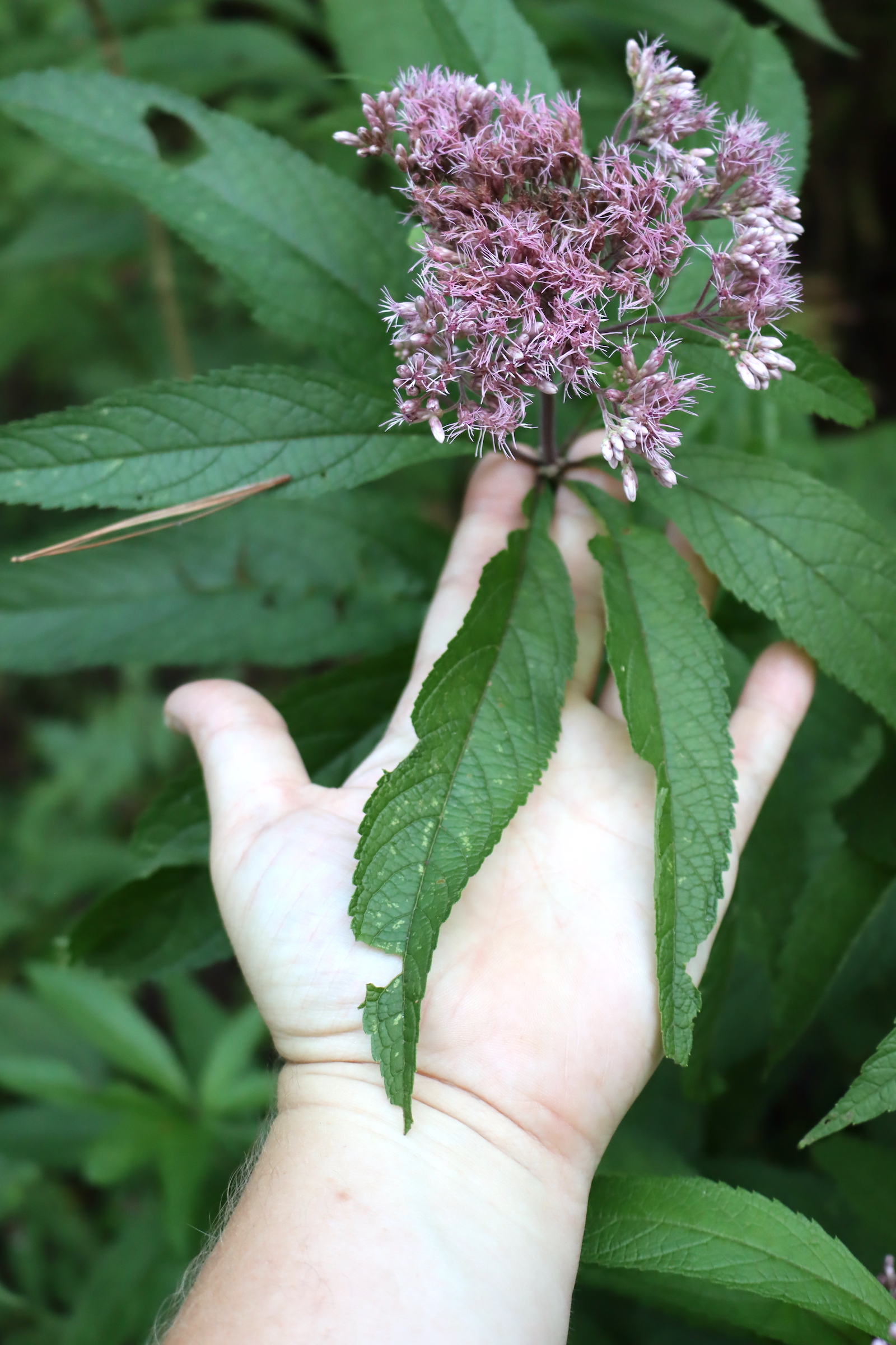 Hand holding a Joe Pye weed flower cluster to show the small pink flower heads