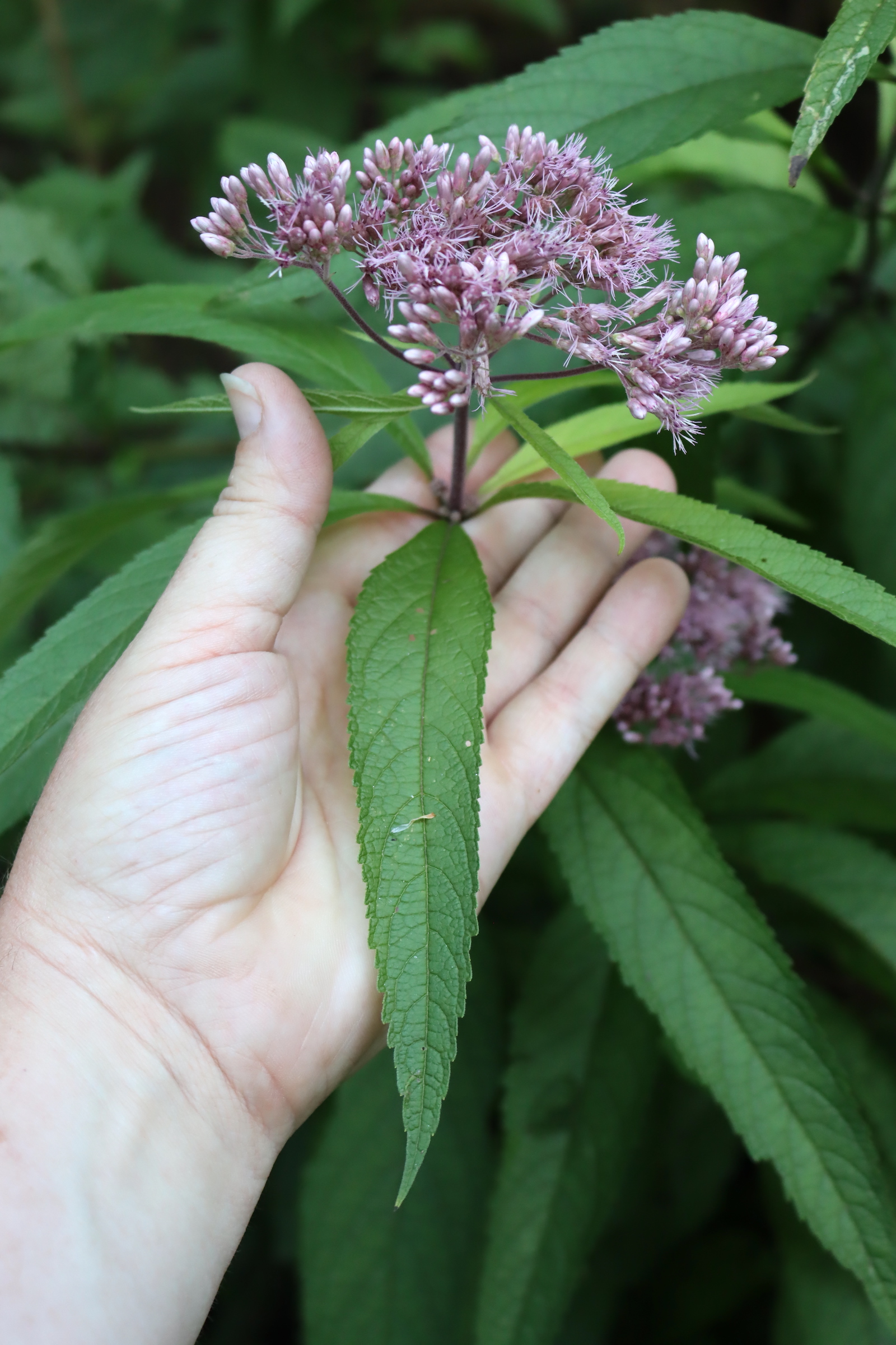 Hand holding a Joe Pye weed leaf to show its long, pointed shape and toothed edges