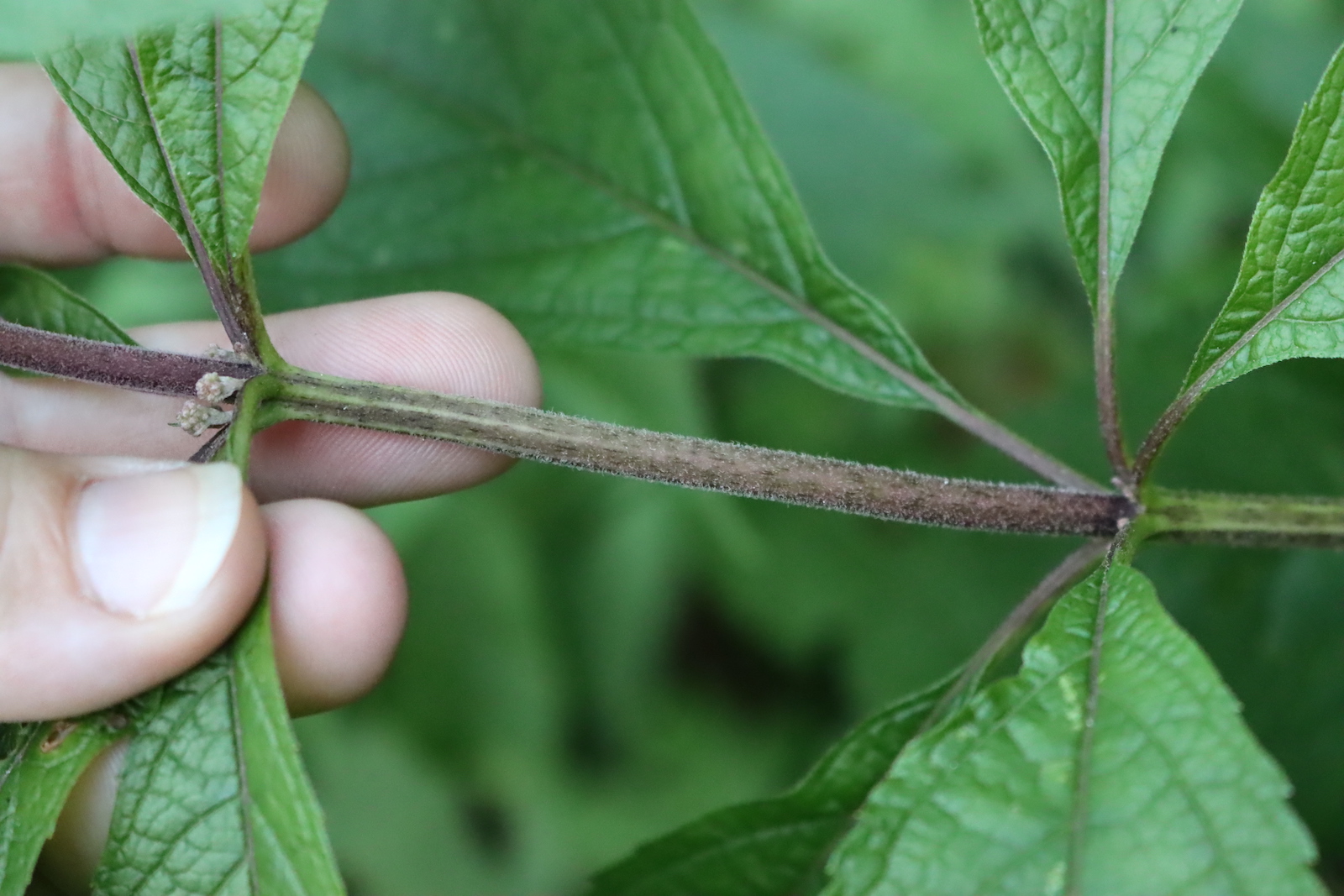 Close-up of a purple Joe Pye weed stem with a whorl of leaves at the node
