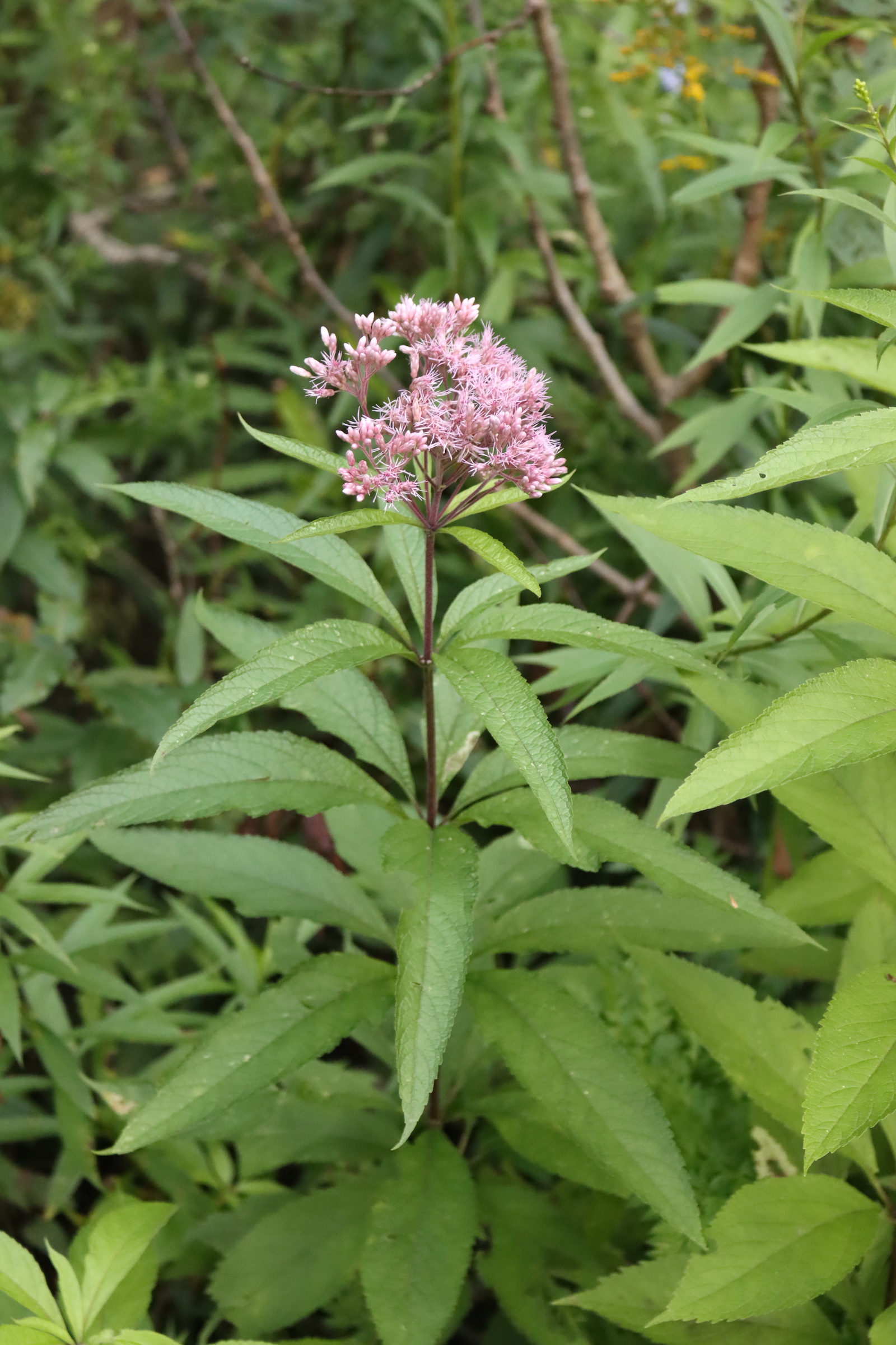 Joe Pye weed plant in bloom with a pink flower cluster above long green leaves
