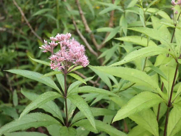 joe pye weed