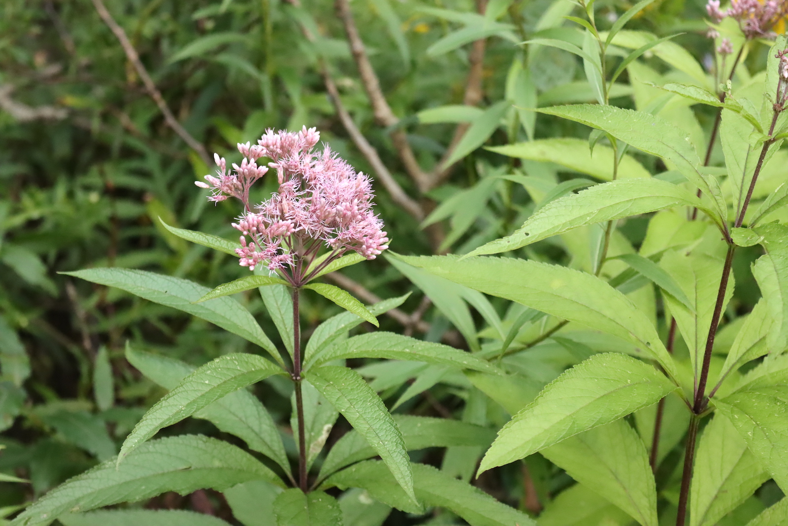 Joe Pye weed flower cluster above a whorl of long, toothed leaves on a purple stem
