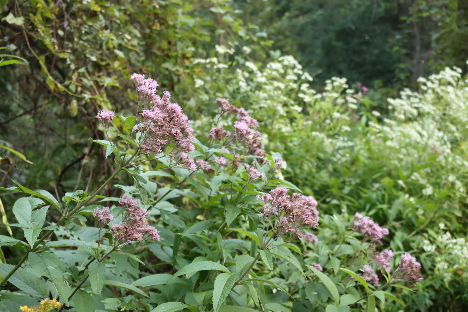 Several Joe Pye weed plants blooming along a woodland edge