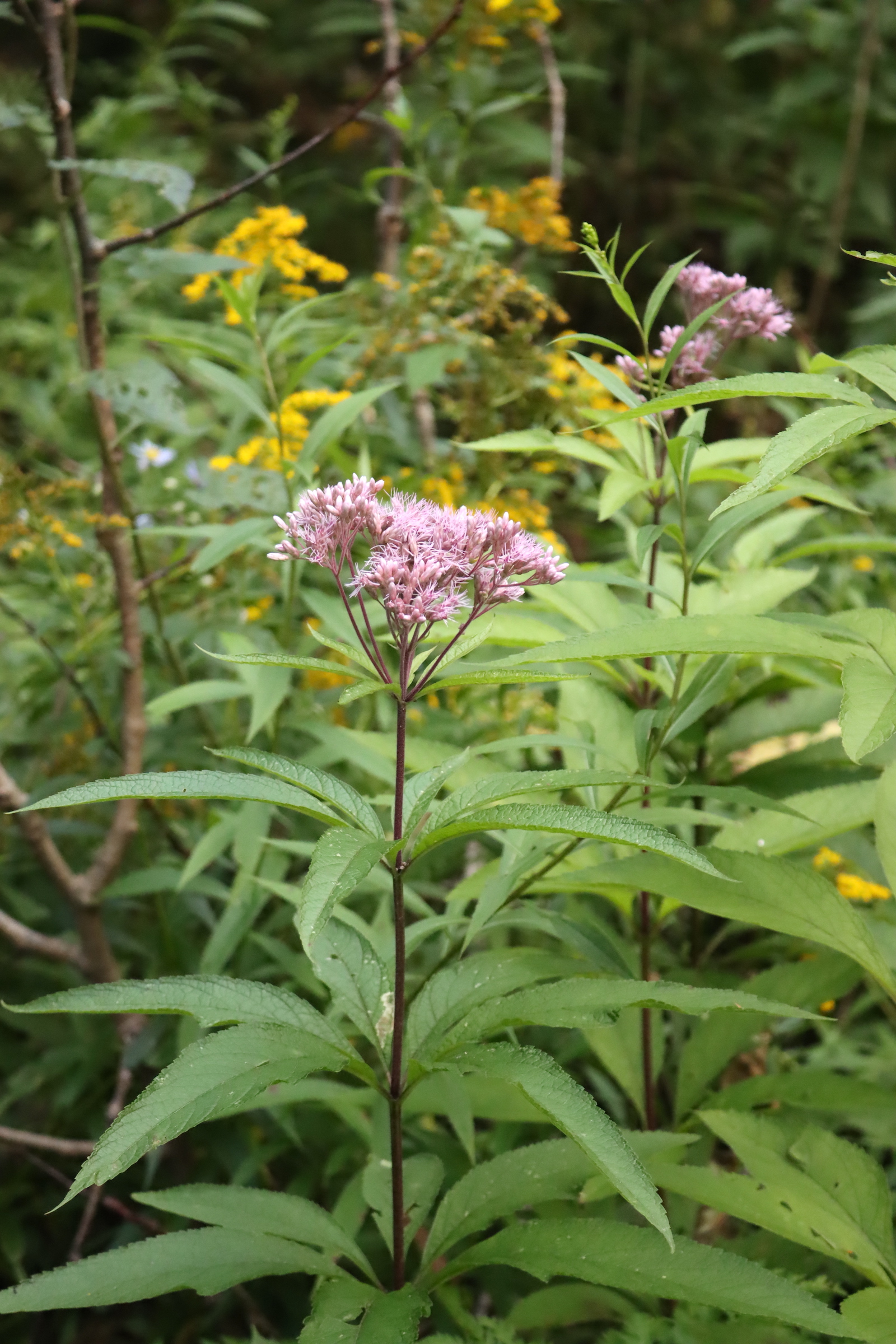 Tall Joe Pye weed stem topped with a pink flower cluster, with yellow wildflowers behind